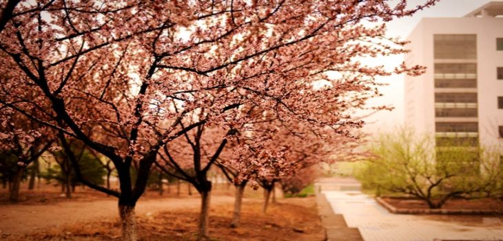 大连东软信息学院2024年学费明细:每年28000元(供吉林考生参考)