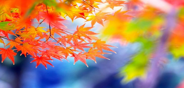 安徽科技学院2024年每年多少学费?每年4600元-5720元(供上海考生参考)