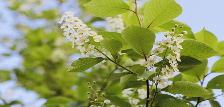 东北林业大学2024年在江西录取最低分数线和学费是多少?